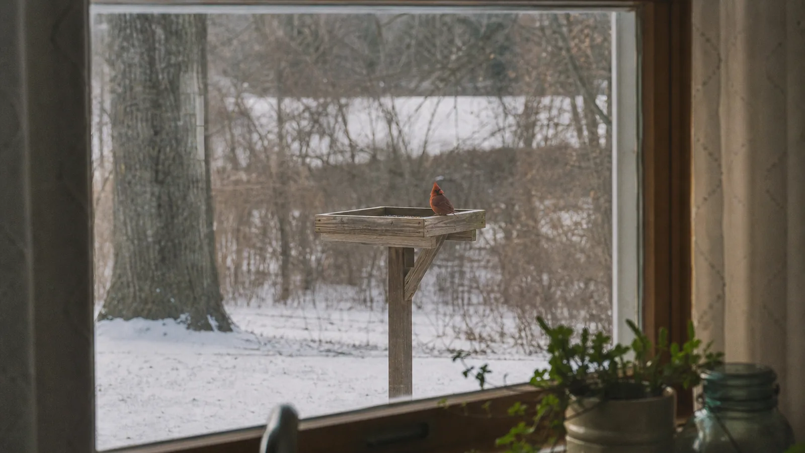 A cardinal at the window
